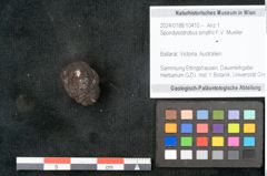 Foto (Objekt + Etikett) von Spondylostrobus smythii F.V. Mueller (NHMW-GEO-2024-0188-10410)